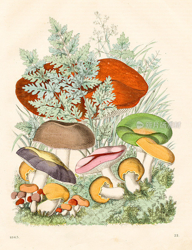 毒蘑菇- 1863年《世界之书》中非常罕见的盘子